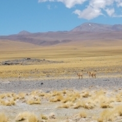 Puna en el Noroeste argentino